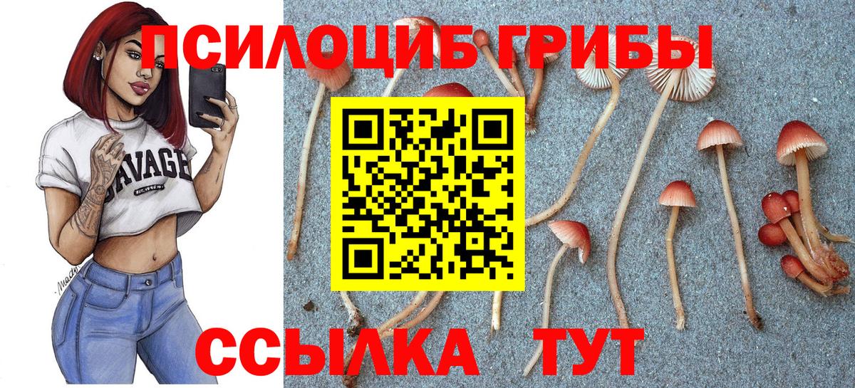 Галлюциногенные грибы Psilocybe Магадан